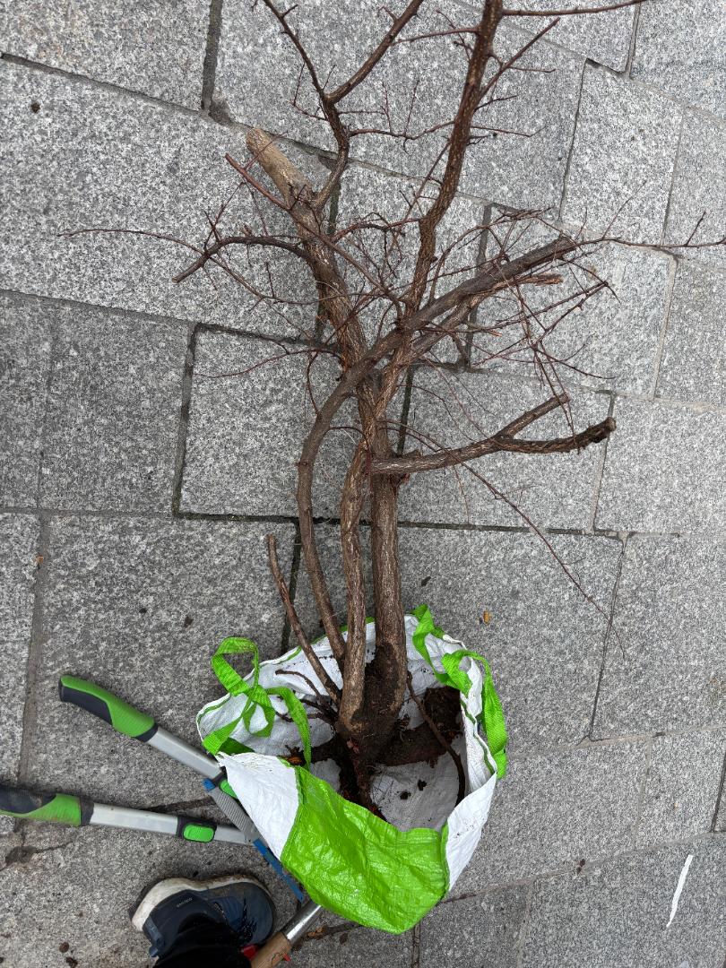 Sorti de terre rue de Turbigo - Février 2026