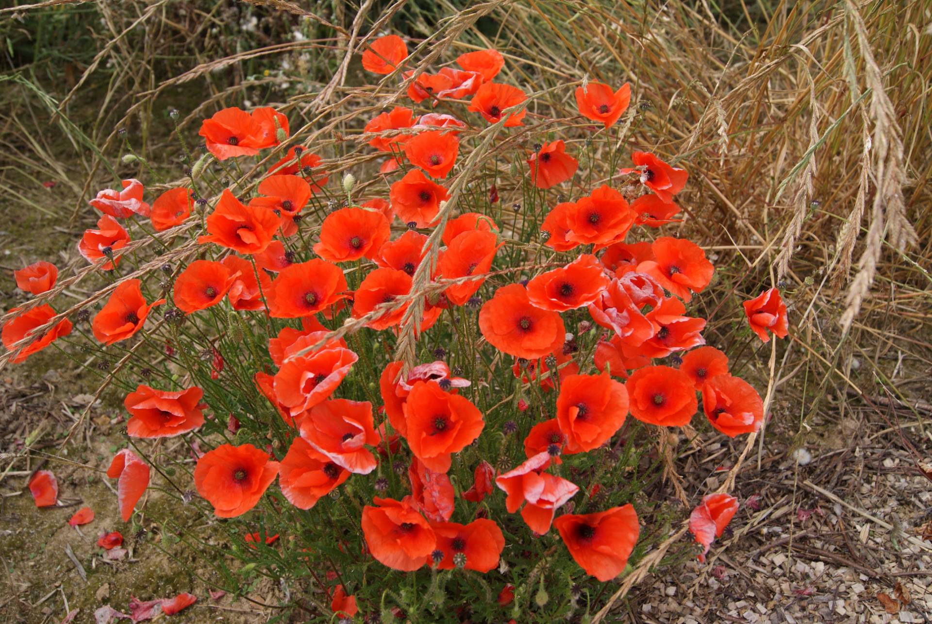Coquelicot