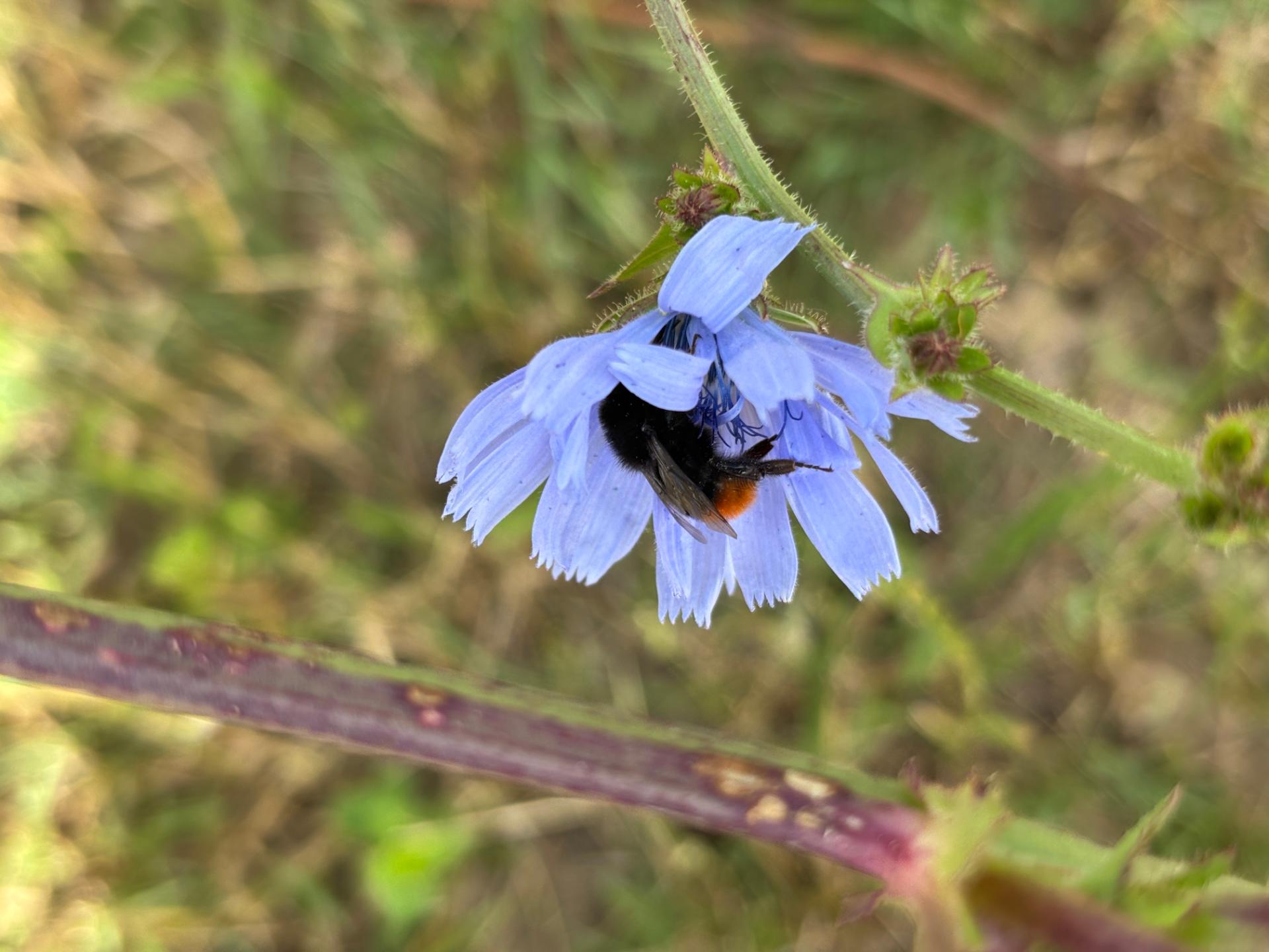 Bourdon dans fleur de chicorée sauvage