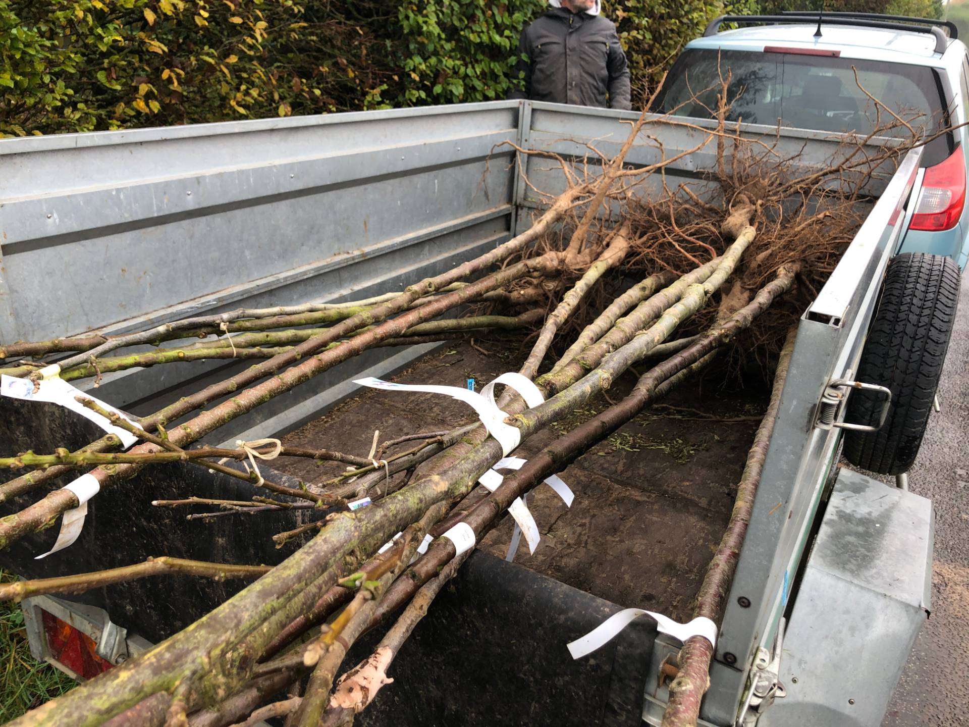 40 arbres à planter
