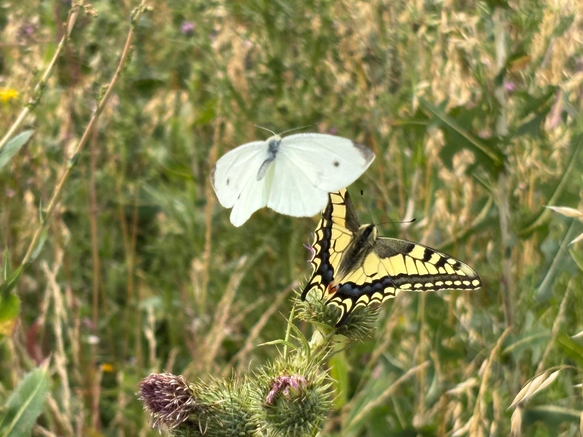 Piéride du chou et machaon