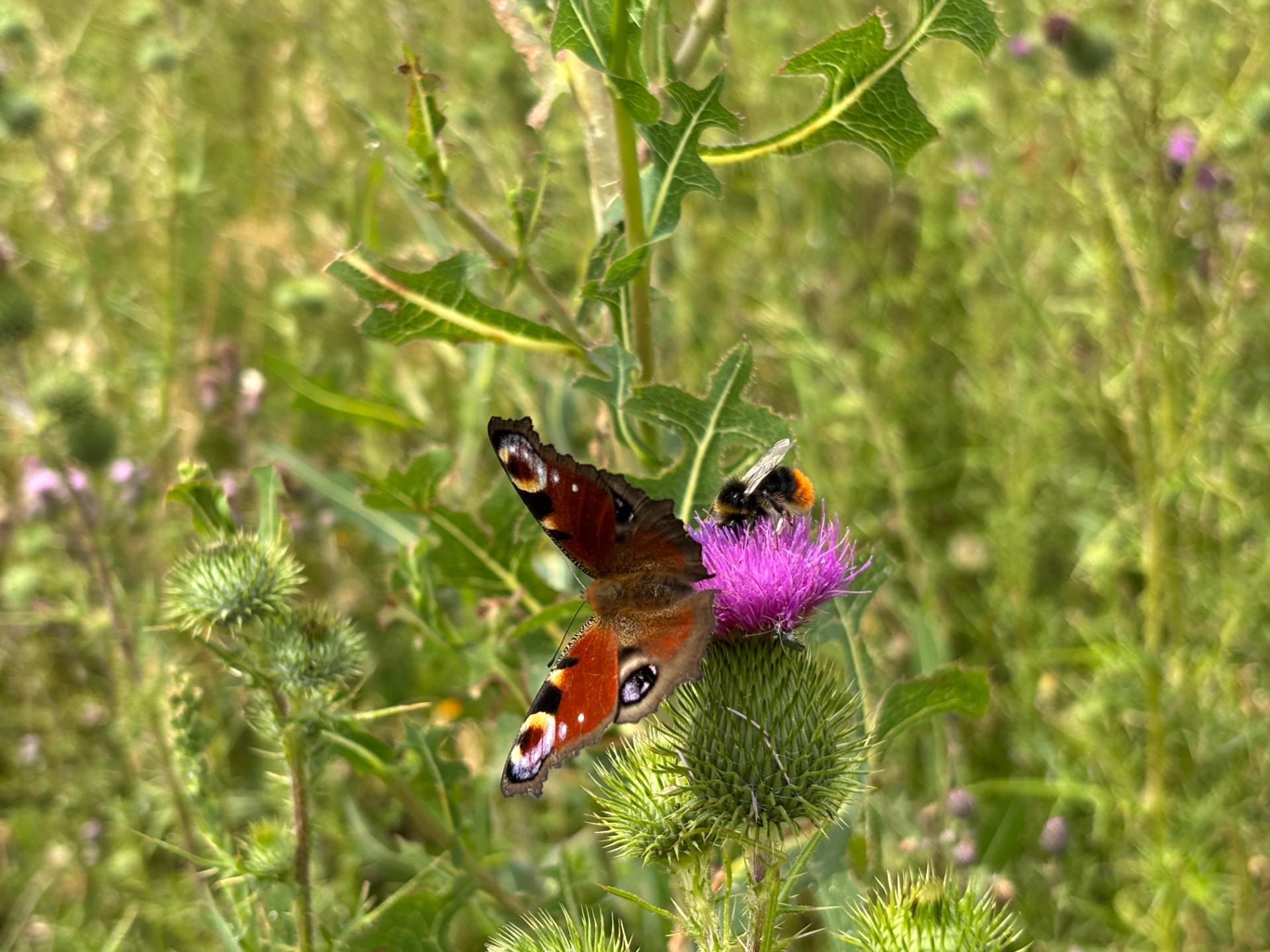 Paon du jour et bourdon sur chardon