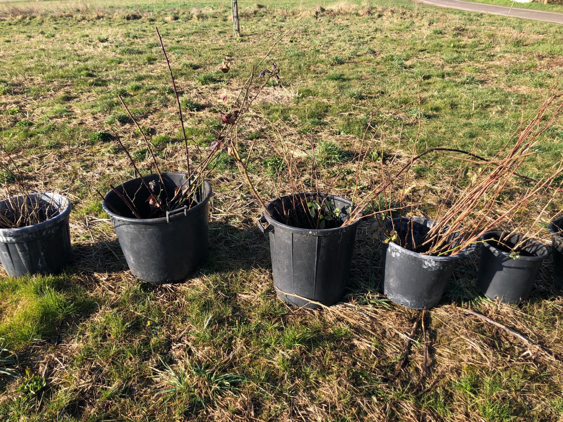 De retour de la pépinière d'Olivier...Framboisiers, Cassis, Groseilliers, Muriers ... avant d'être plantés
