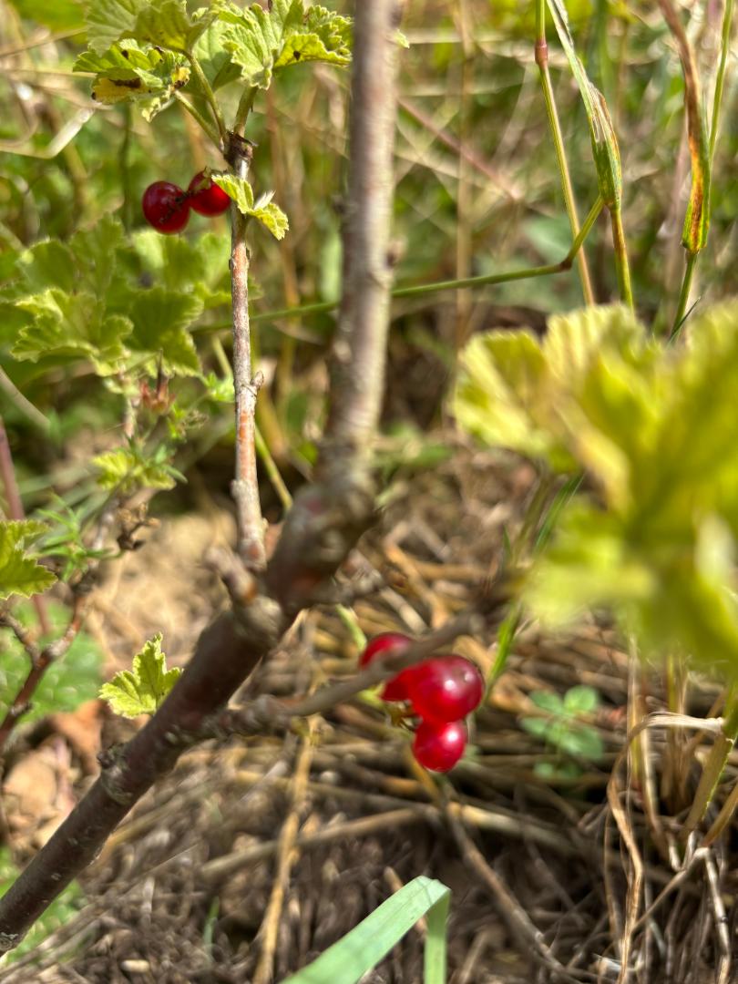 Première groseille
