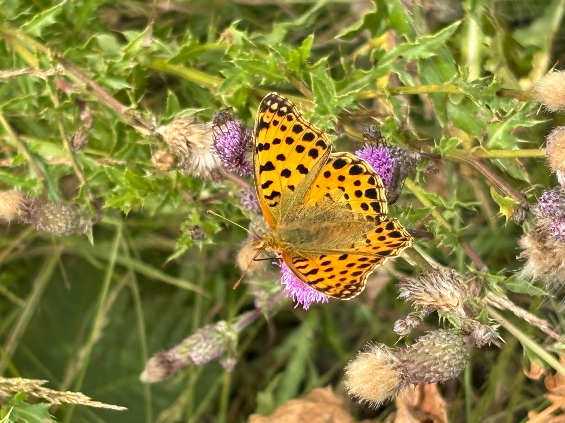 Grand nacré su chardon