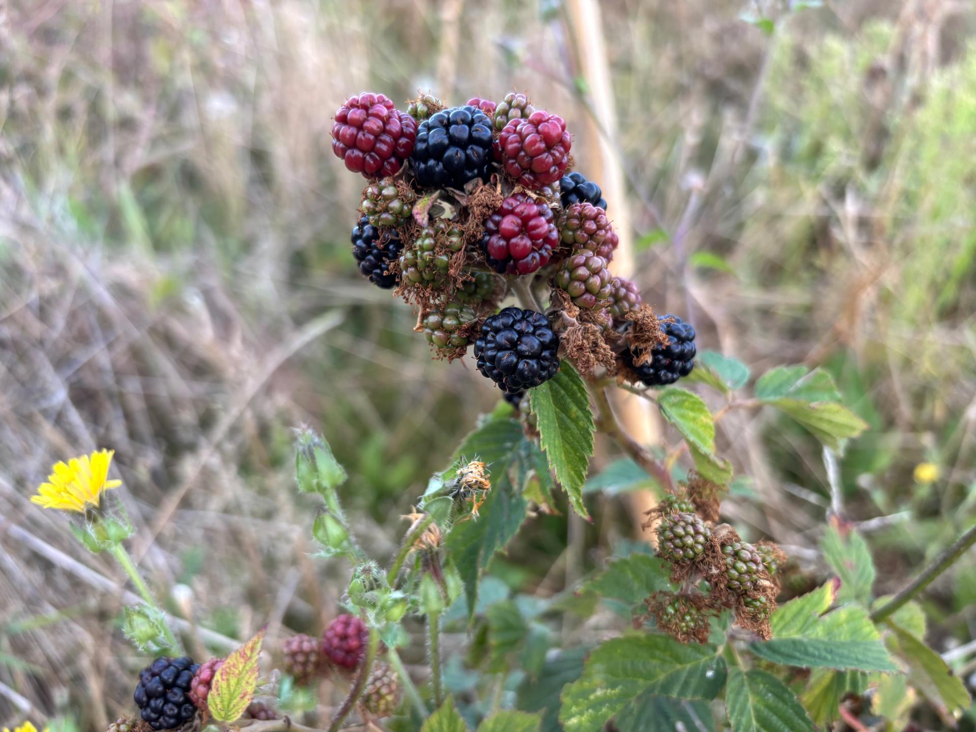 Mures (sans épines)