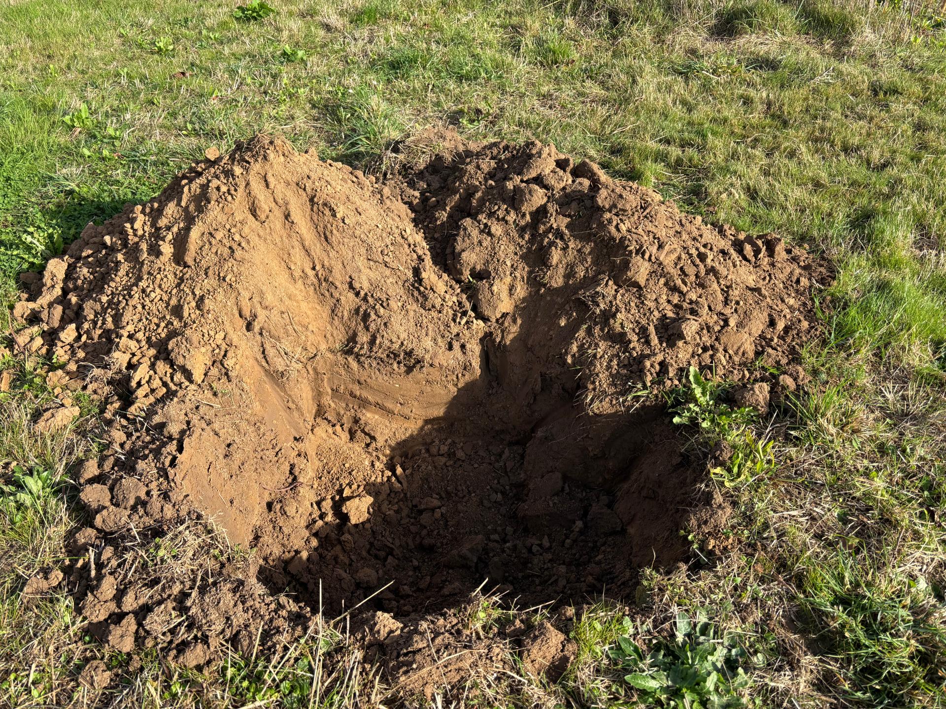 Trou juste avant la plantation