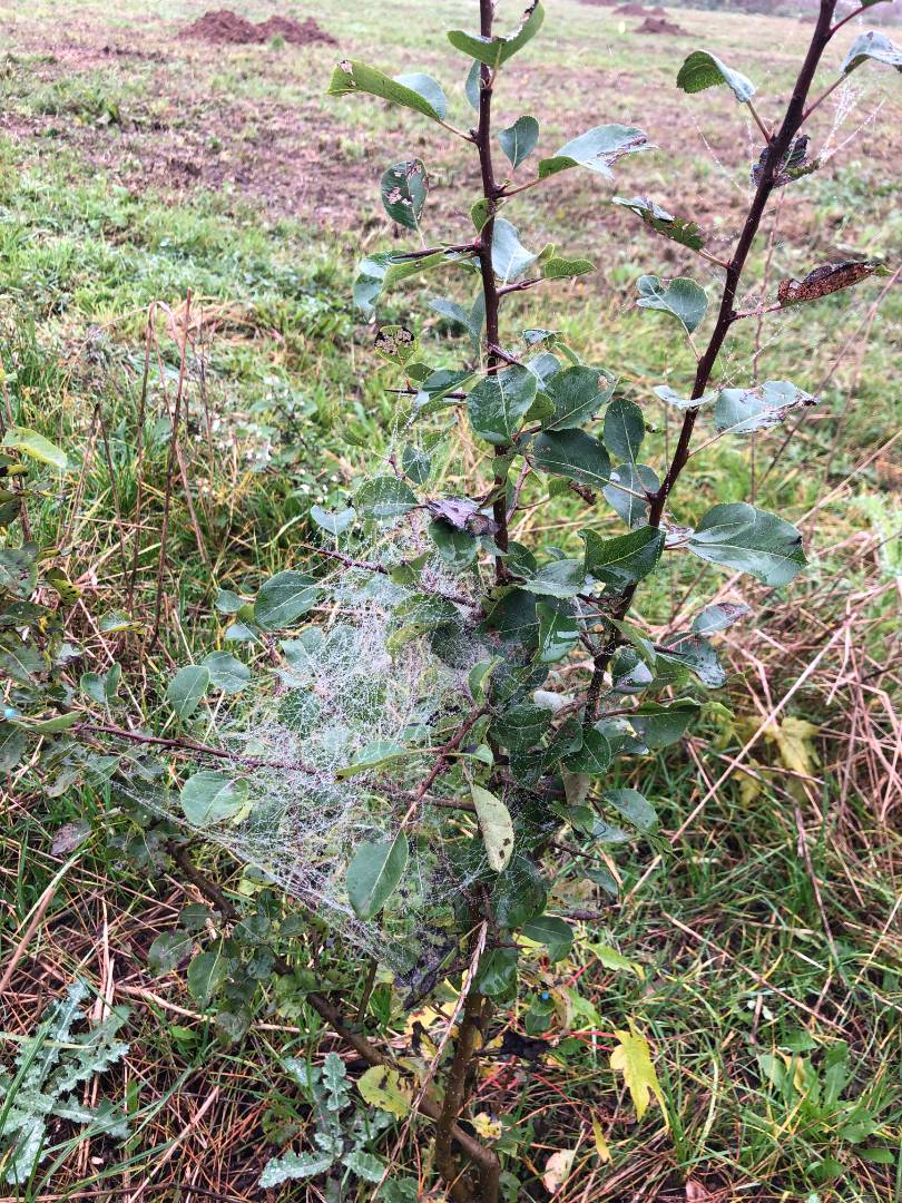 Les araignées sont avec nous