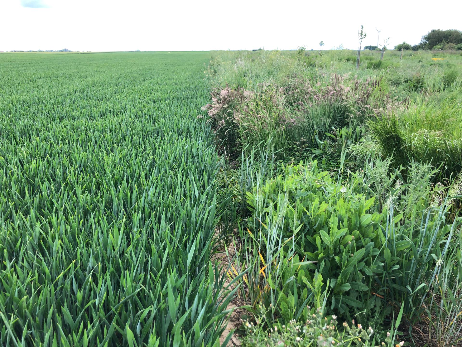 L'ordre c'est le desordre